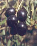 Picudo 1 Córdoba Granada Málaga y Jaén 2 Aceites muy aromáticos 3 Elevado - фото 23