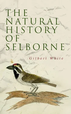 Gilbert White The Natural History of Selborne обложка книги