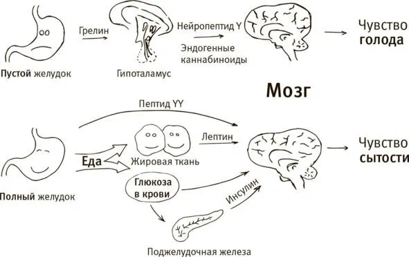 Рис1 Упрощённая схема регуляции голода Низкокалорийное питание Чем меньше - фото 1