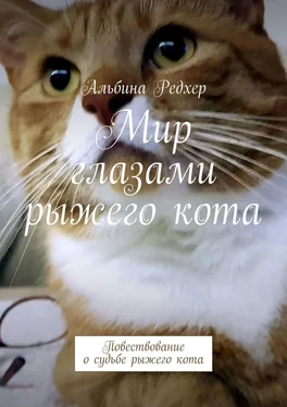 Альбина Редхер Мир глазами рыжего кота. Повествование о судьбе рыжего кота обложка книги