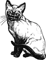 Figure 11Image of a cat The signified is the mental representation of the - фото 2