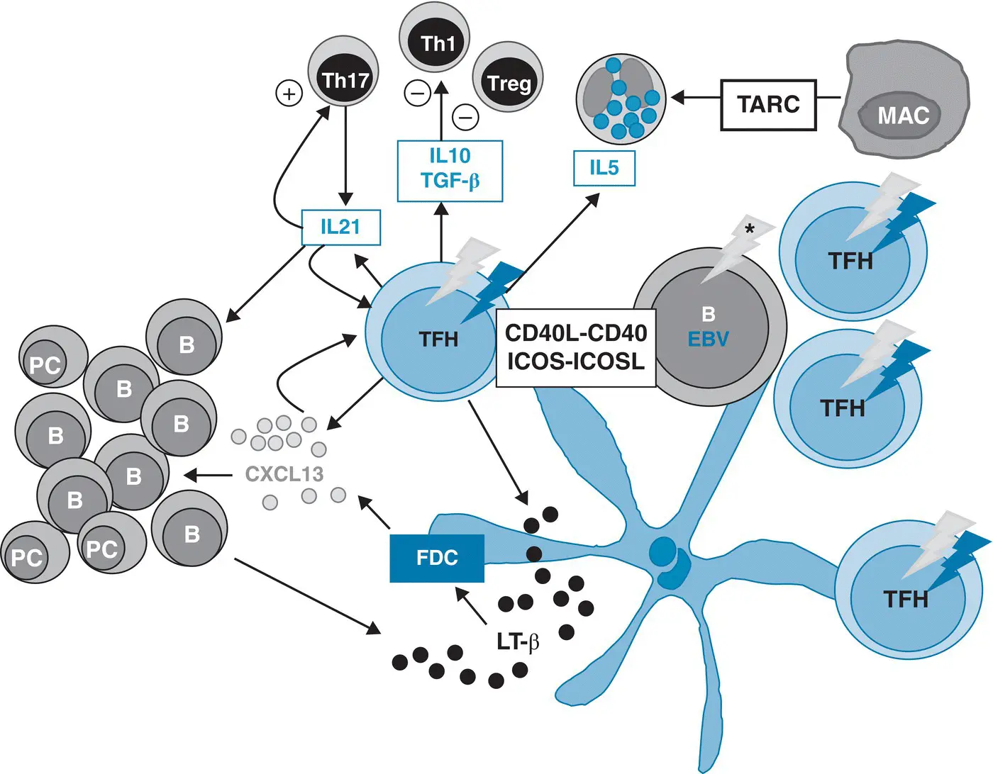 Figure 22 Neoplastic T follicular helper cells and their microenvironment in - фото 8