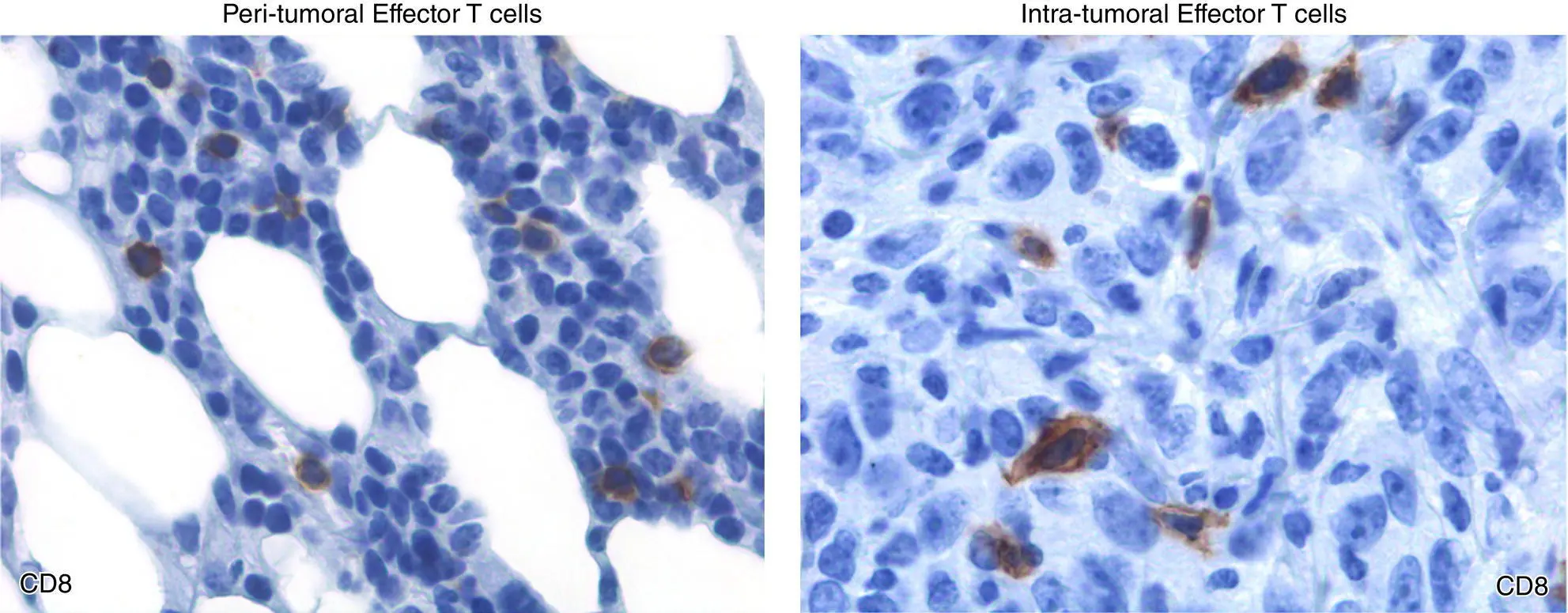 Figure 13 The biomass of CD8 effector T cells is dramatically different - фото 6