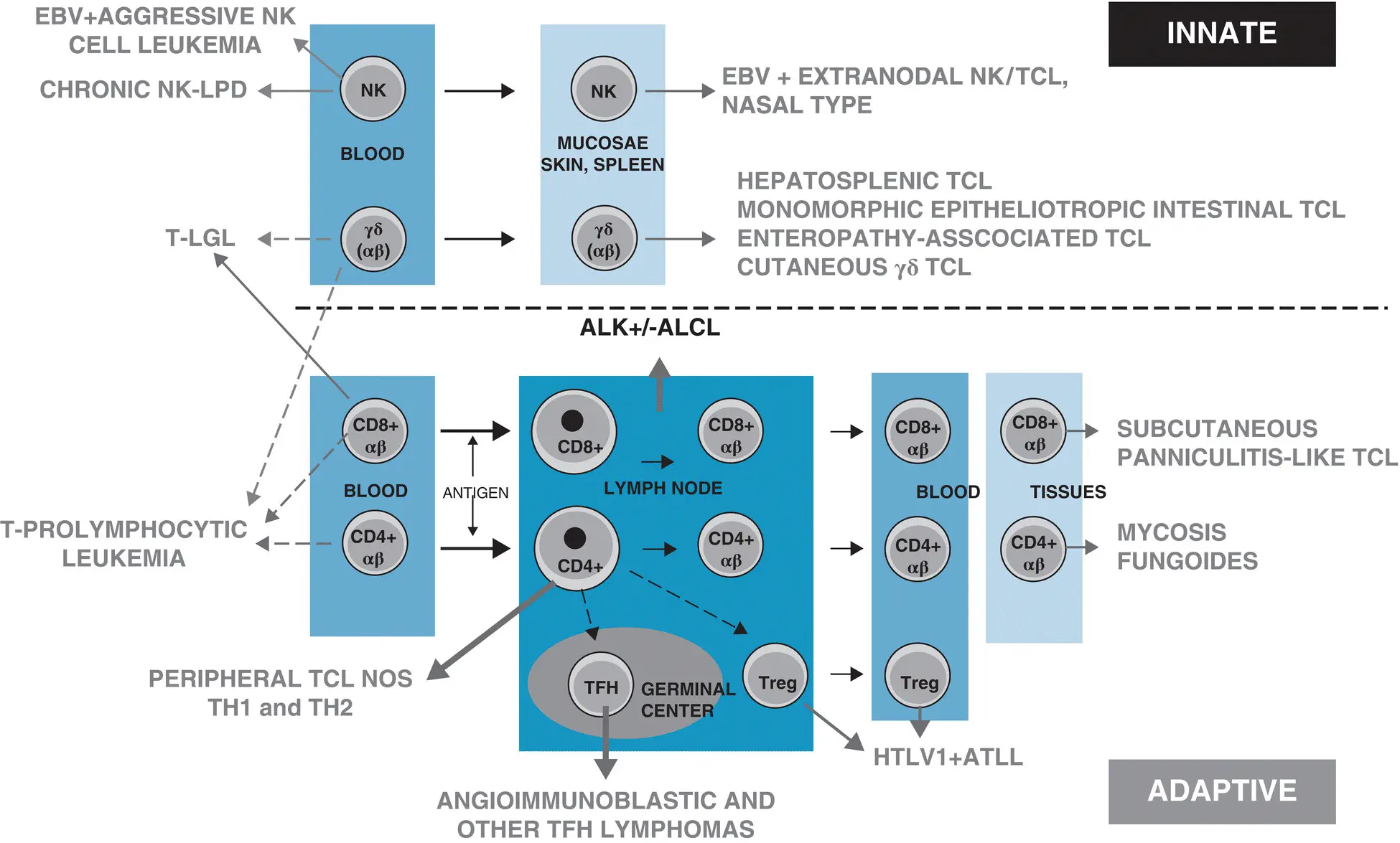 Figure 23 Cellular derivation of Tcell and NKcell lymphomas from the innate - фото 9