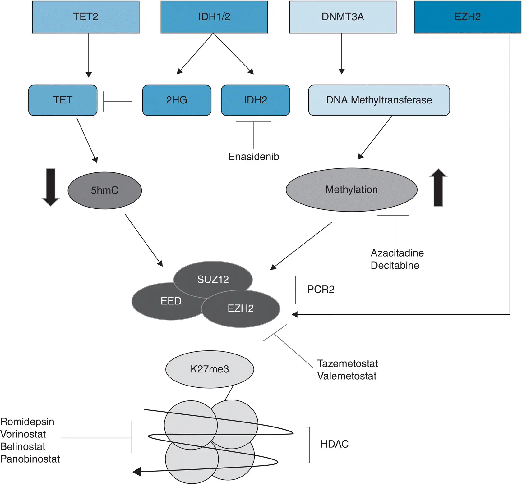 Figure 31 Common epigenetic targets in peripheral Tcell lymphoma TET ten - фото 10
