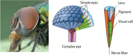 Figure 114 Structure of the compound eye of a fly The eyeball is located - фото 6