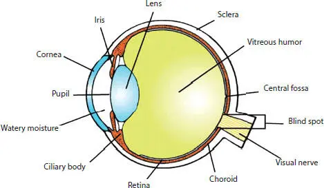 Figure 115 Vertical section of the human eye Usually the pupil responds to - фото 7