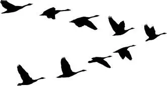 Figure 1310 Wedge migratory birds the factor of common destiny - фото 43