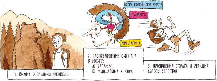 УСЛОВНОРЕФЛЕКТОРНЫЙ СТРАХ Миндалина участвует и в формировании так называемого - фото 23