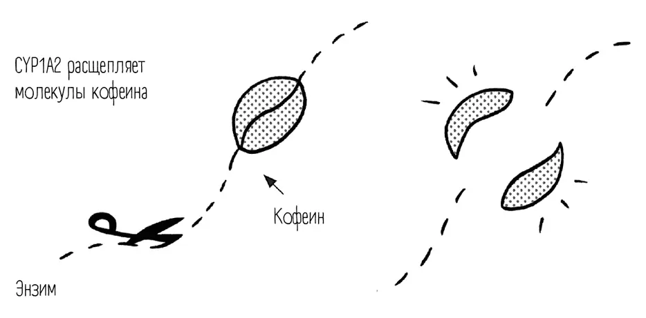 У людей с повышенной чувствительностью употребление кофеина может вызвать - фото 6