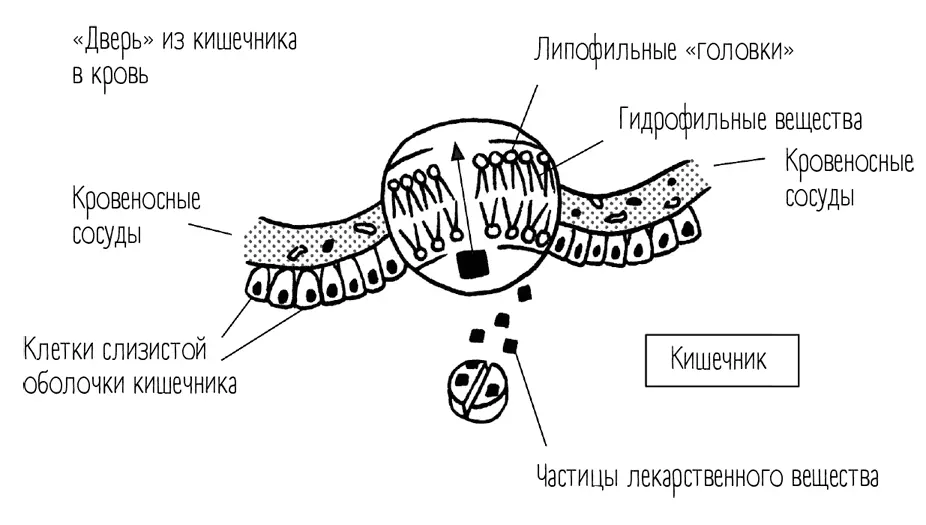 Перед вами весьма упрощенная схема кишечника Сквозь него частицы - фото 11