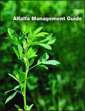 Неизвестный Автор Alfalfa Management Guide обложка книги