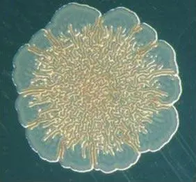 Колония бактериймутантов Pseudomonas fluorescens на поверхности питательной - фото 4