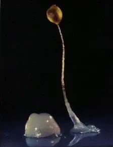 Амёбы Dictyostelium при недостатке пищи собираются в многоклеточные агрегаты - фото 6