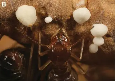 Термитгрибовод Macrotermes и его урожай плодовые тела грибов Termitomyces - фото 13