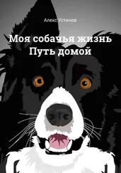 Алекс Устинов - Моя собачья жизнь. Путь домой