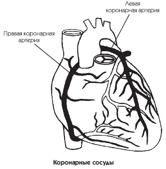 Внутренний слой состоит из эндотелиальных клеток которые словно обои - фото 2
