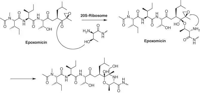 Figure 112 Epoxomicin binding to the 20Sribosome Source Based on Hanada et - фото 15