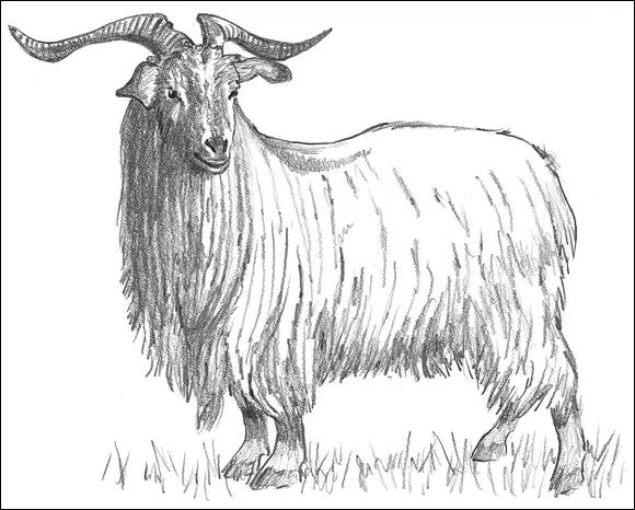 Raising Goats For Dummies - изображение 48