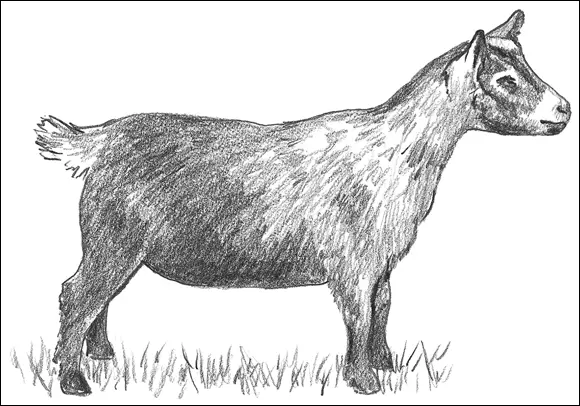 FIGURE 35An agouti Pygmy goat Because they have been bred down to a short - фото 41