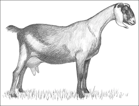 FIGURE 33A Nubian goat G6S GENE MUTATION A PERSISTENT DEFECT IN NUBIANS - фото 38