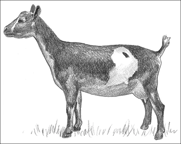 FIGURE 34Nigerian Dwarf goat Two height standards exist for Nigerian - фото 39