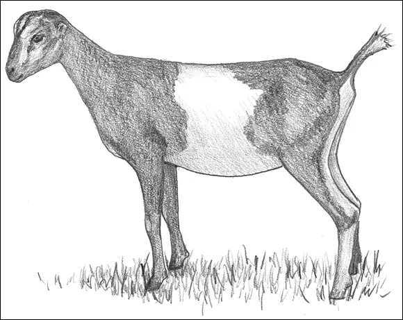 FIGURE 32A LaMancha goat with gopher ears LaManchas descended from the - фото 37