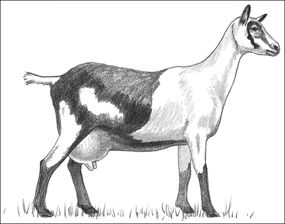 FIGURE 31An Alpine goat LaMancha LaManchas look earless but they actually - фото 36