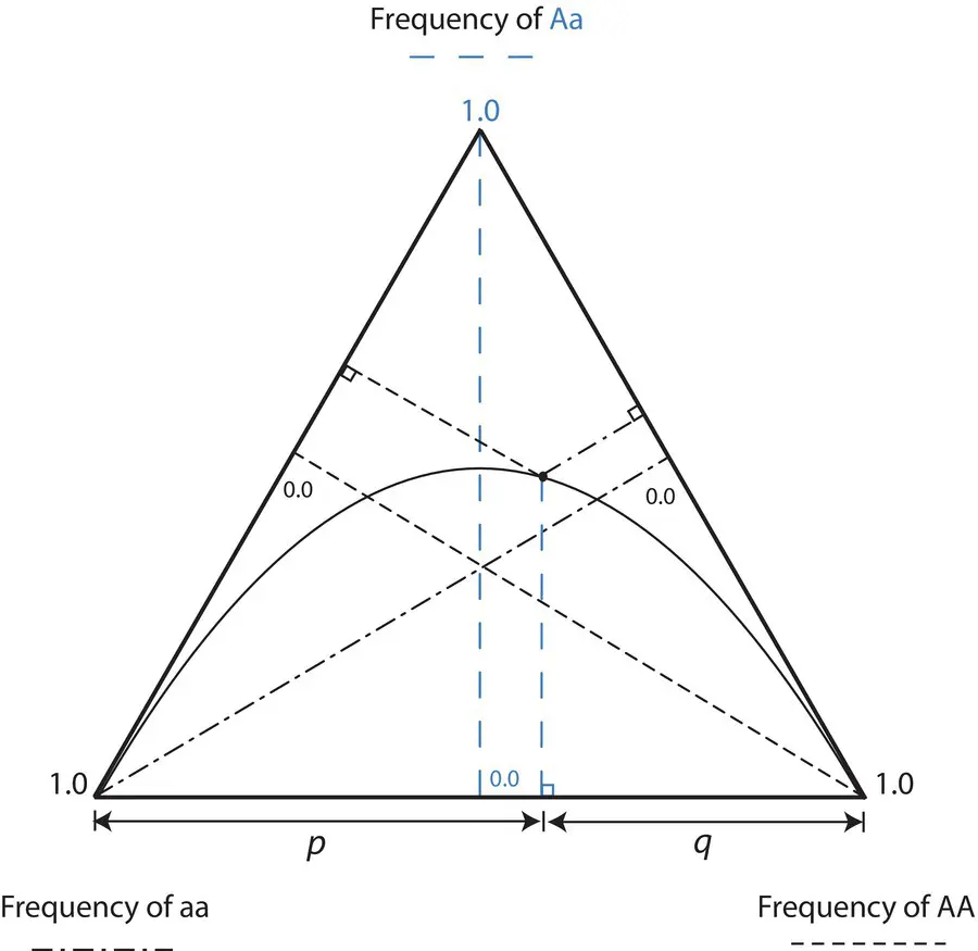 Figure 26 A de Finetti diagram for one locus with two alleles The triangular - фото 22