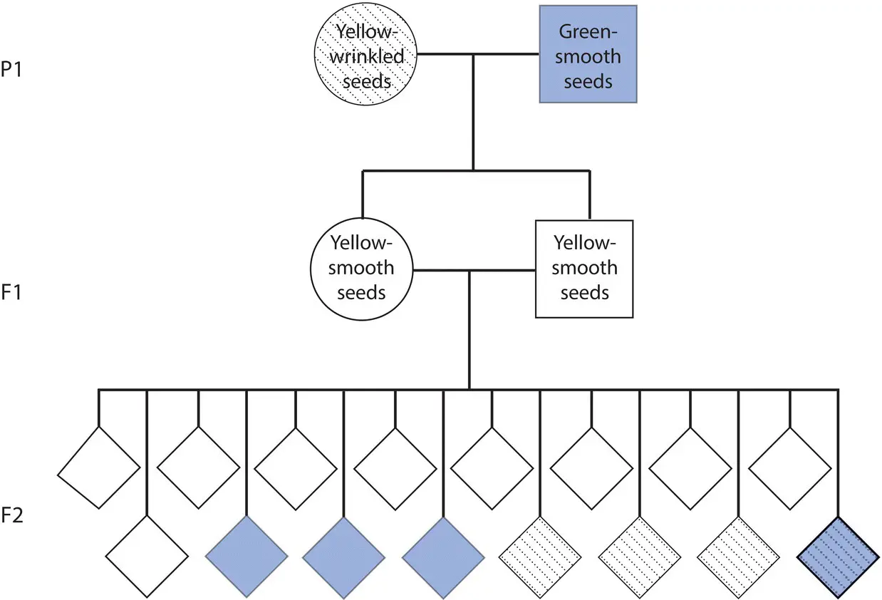 Figure 24 Mendels crosses to examine the segregation ratios of two - фото 19