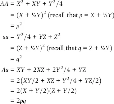 So we have proved that progeny genotype and allele frequencies are identical - фото 27
