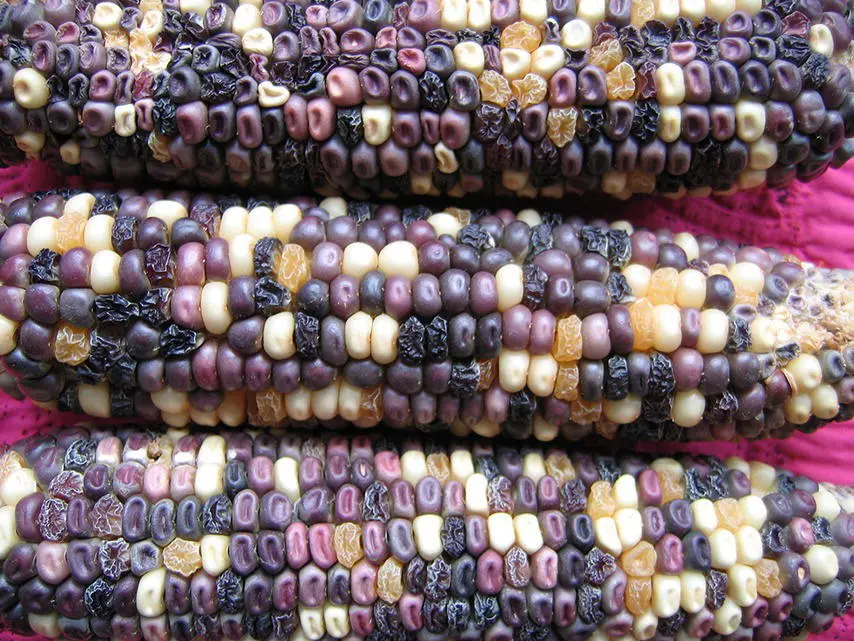 Figure 210 Corn cobs demonstrating yellow and purple seeds that are either - фото 48