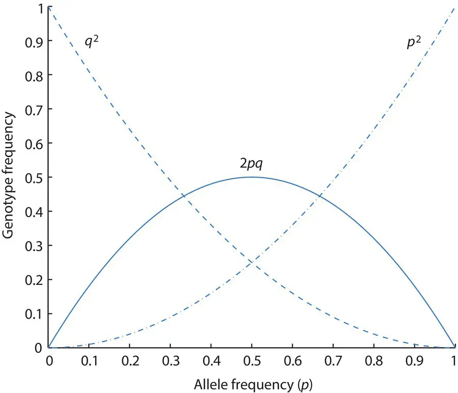 Figure 25 HardyWeinberg expected genotype frequencies for AA Aa and aa - фото 21