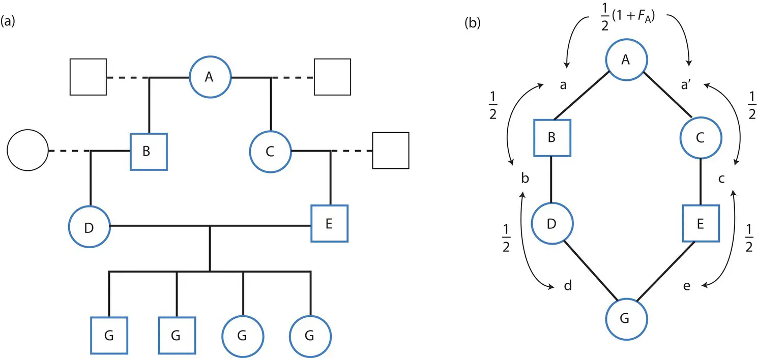 Figure 214 Average relatedness and autozygosity as the probability that two - фото 82