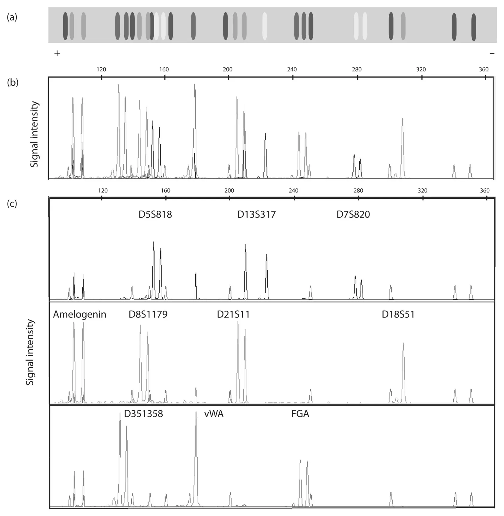 Figure 28 The original data for the DNA profile given in Table 22and Problem - фото 35