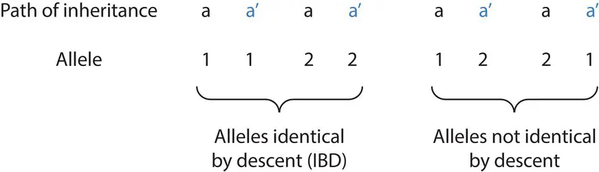 Figure 215 The possible patterns of transmission from one parent to two - фото 83