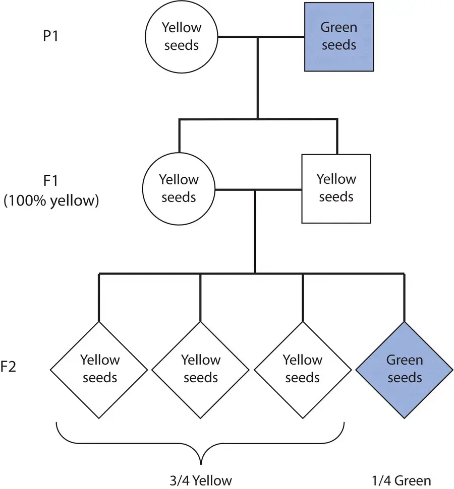 Figure 22 Mendels crosses to examine the segregation ratio in the seed coat - фото 17