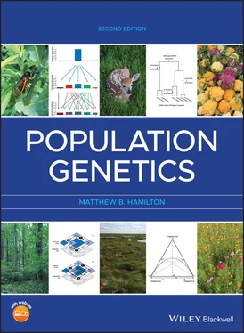 Matthew B. Hamilton Population Genetics обложка книги