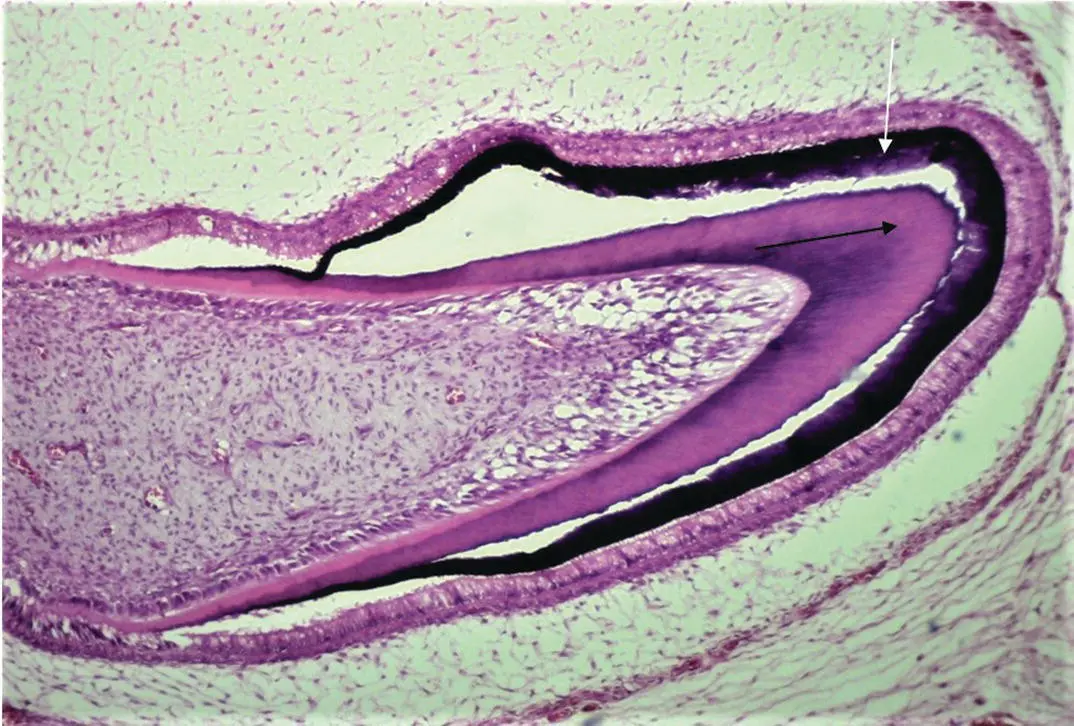 Figure 19H and E stained decalcified section showing the late bell stage of - фото 12