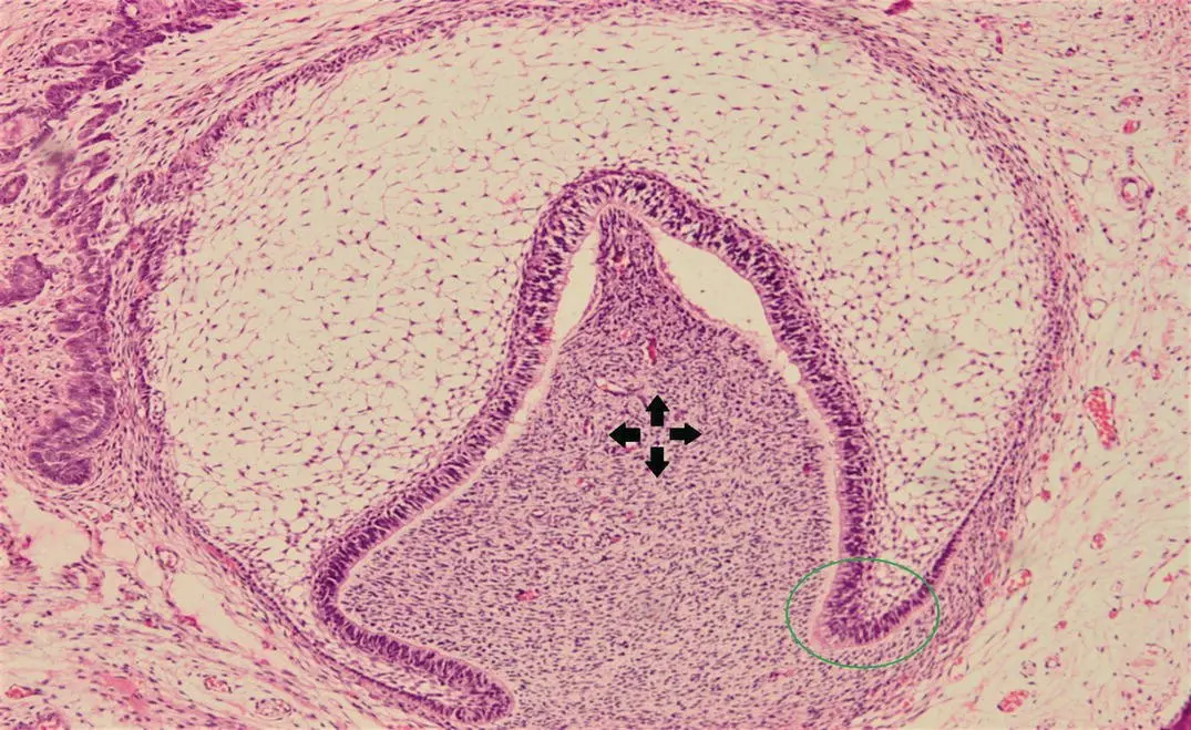 Figure 16H and E stained section showing the early bell stage of tooth - фото 9