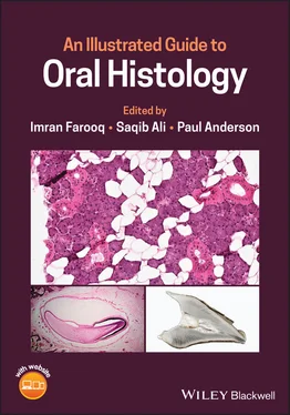 Неизвестный Автор An Illustrated Guide to Oral Histology обложка книги