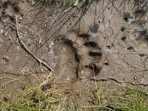 Медвежий след Всем лагерем мы мрачно похоронили кота Поминальный ужин - фото 26