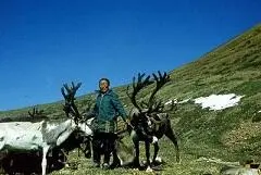 Домашние олени Как бы то ни было проблем при охоте на оленей с - фото 9
