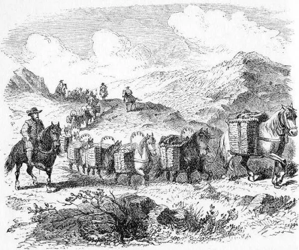 Караван вьючных лошадей на английской дороге XVIII в Источник неизвестен - фото 16