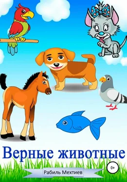 Рабиль Мехтиев Верные животные обложка книги