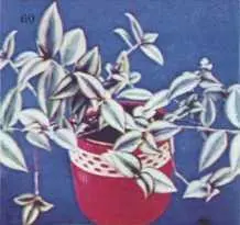 Зебрина свисающая Хлорофитум хохлатый Айлостера Куппера - фото 77