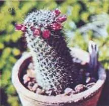 Мамиллярия крючковатая Мамиллярия шафранная Нотокактус Оттона - фото 85