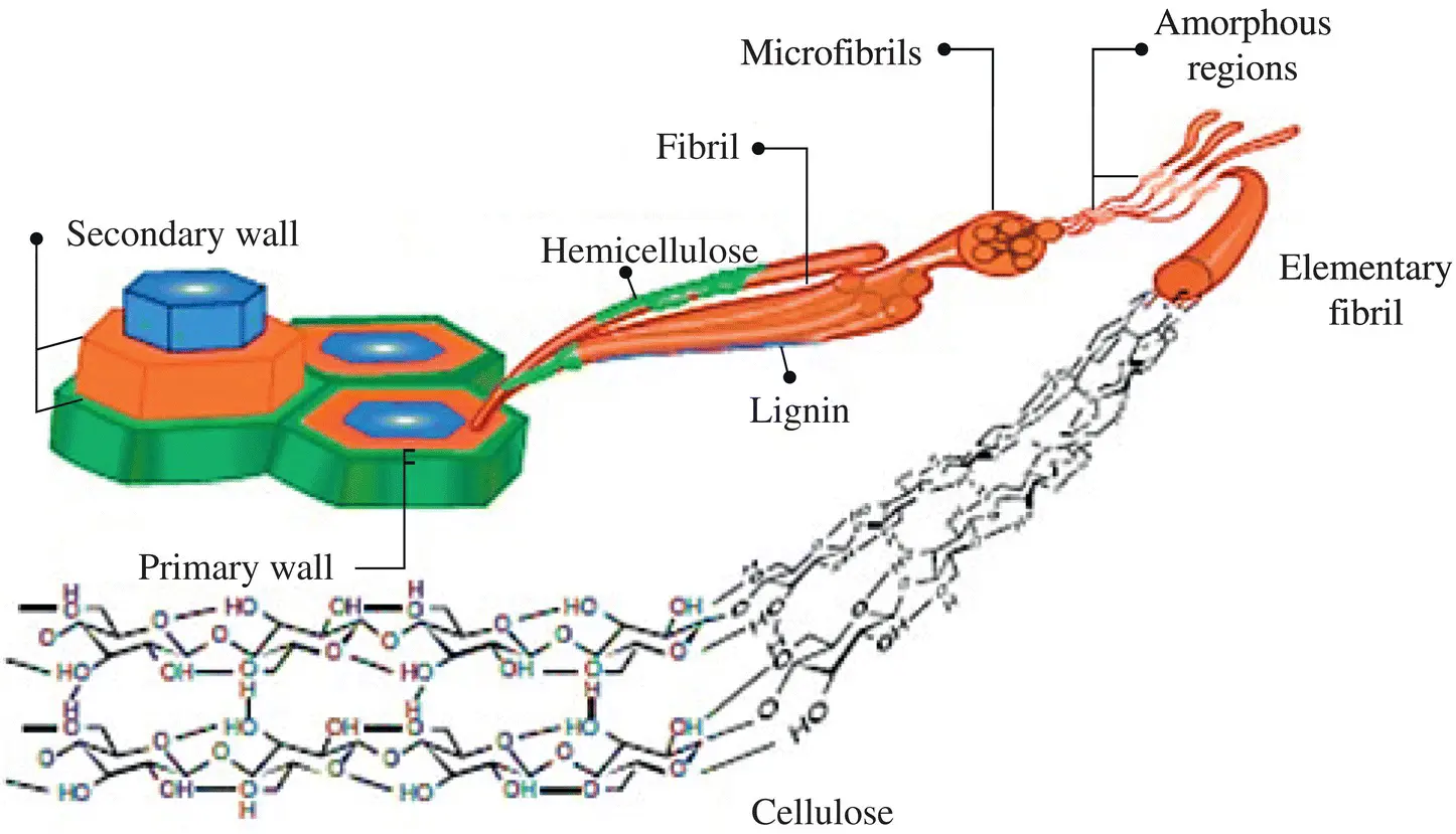 Figure 12 Illustration for the structure of cellulose extracted from plants - фото 3