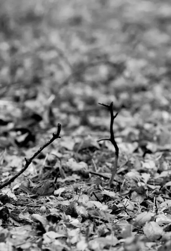 bonfire bonfire in its midst a shape of something both black - фото 6