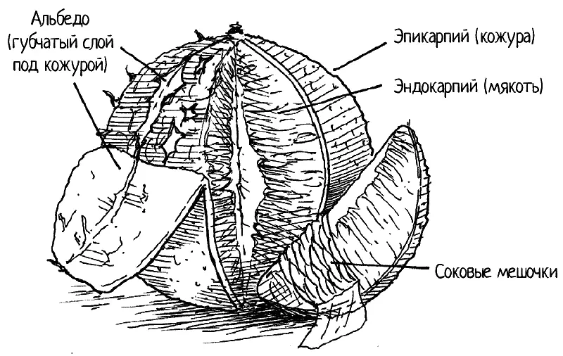 Кожура соединяется с мякотью апельсина а дольки апельсина соединяются между - фото 1